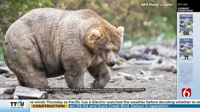 WATCH: Alaskan National Park Wraps Up 'Fat Bear Week'