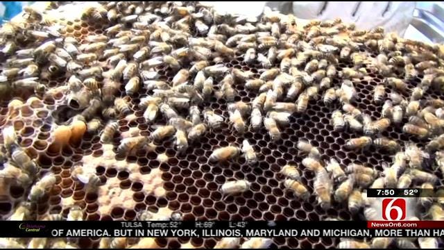 Fly The Coop: Urban Beekeepers