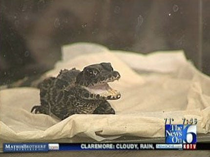 Wild Wednesday: Visit From A Baby Caiman Reptile