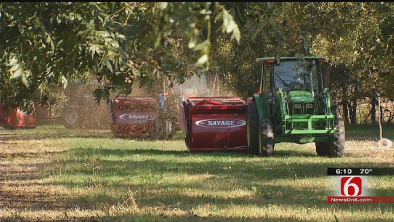 Oklahoma Pecan Growers At Mercy Of Weather's Ups, Downs