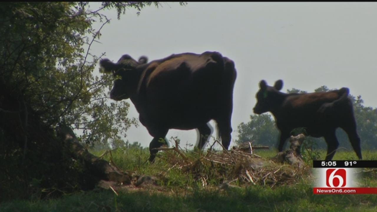 Collinsville Cow Butchered, Investigators Searching For Outlaws