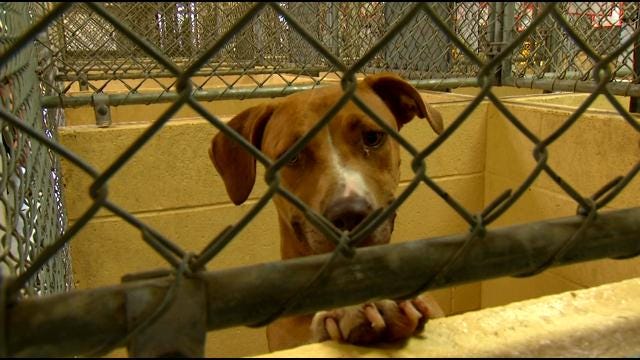 Tulsa Animal Welfare Hopes To Open Dedicated Adoption Center