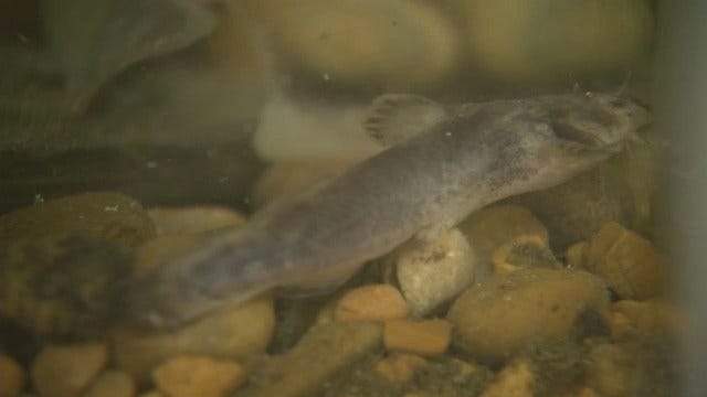Small Fish Stops Work On Ottawa County Bridge Project
