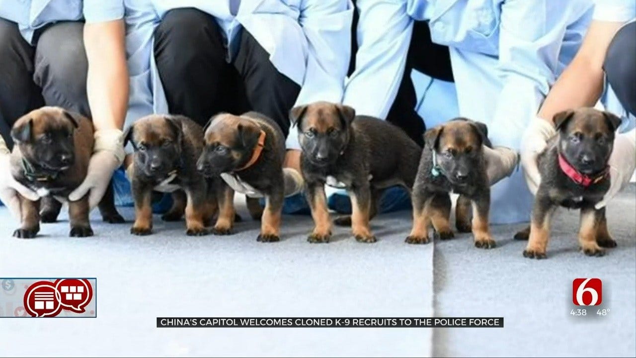 Something To Talk About: Cloned Puppies?