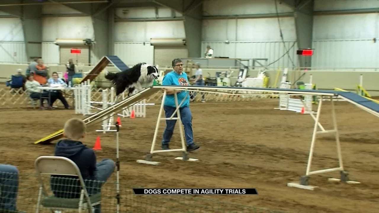 Man's Best Friend In Tulsa For Agility Trials