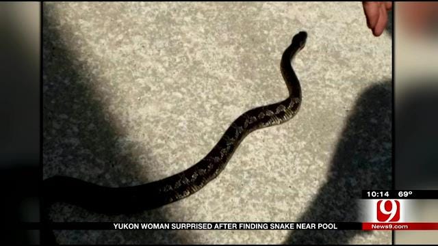 Yukon Woman Surprised After Finding Snake Near Pool