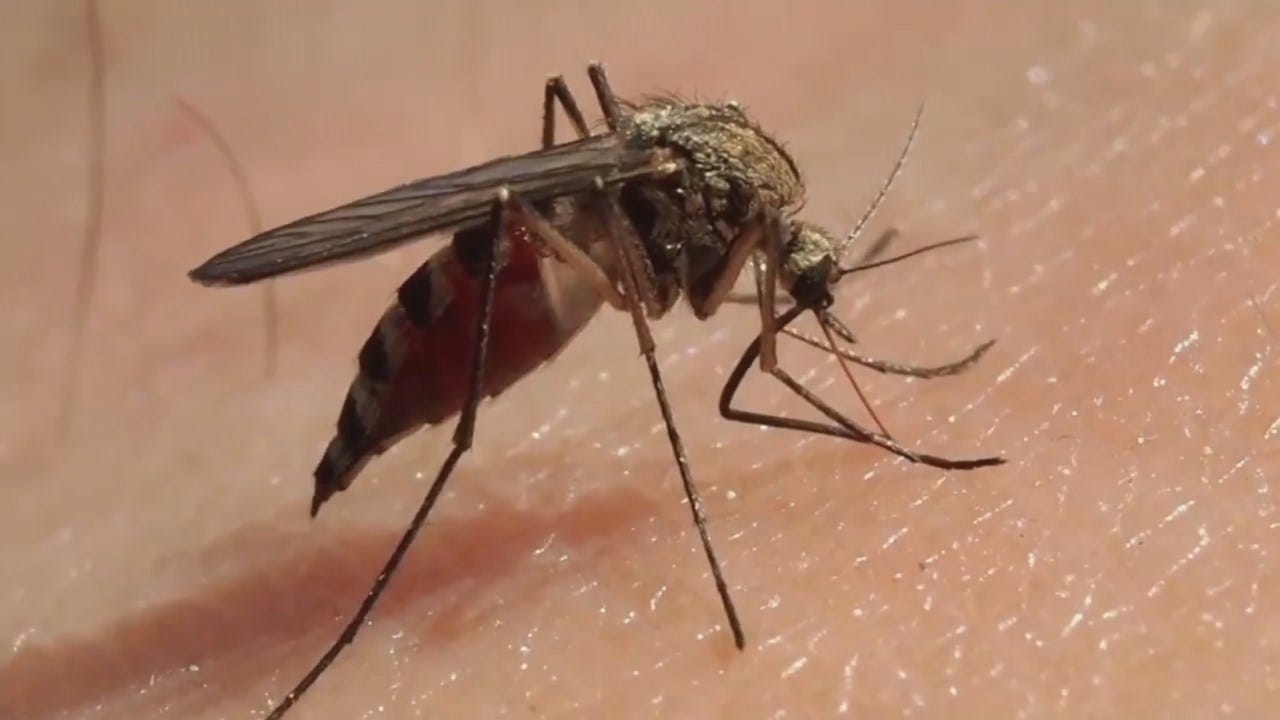 Tulsa County Ready To Prevent Mosquito Population From Growing