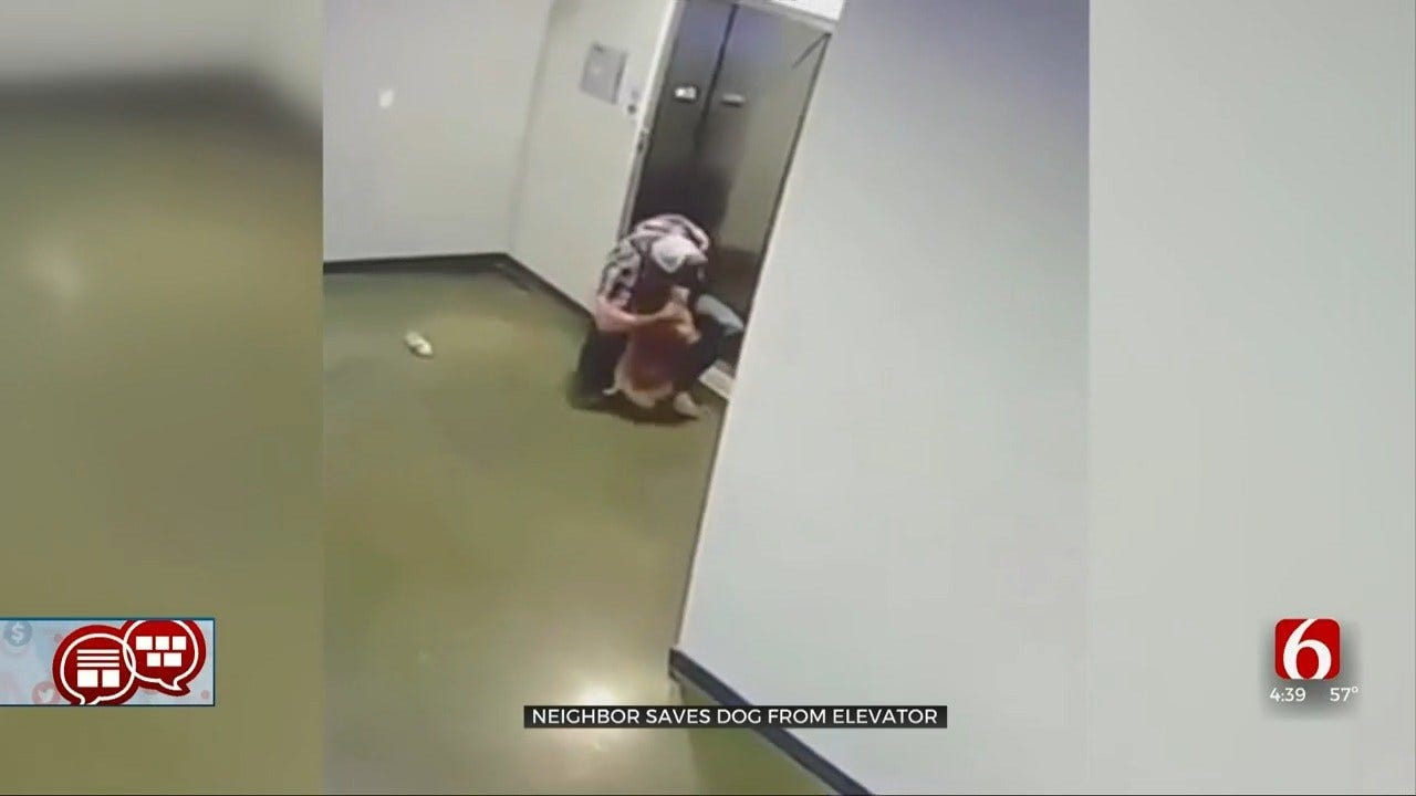 Something To Talk About: Man Saves Dog From Elevator