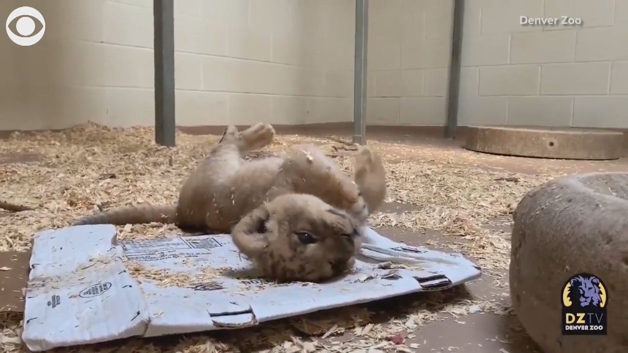 WATCH: Denver Lion Cub Loves To Play