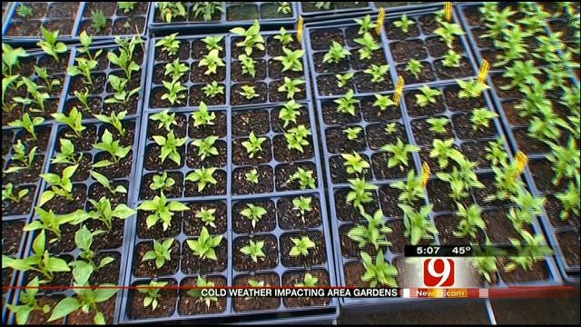 Late Freeze Adversely Impacting Oklahoma Vegetable Growers