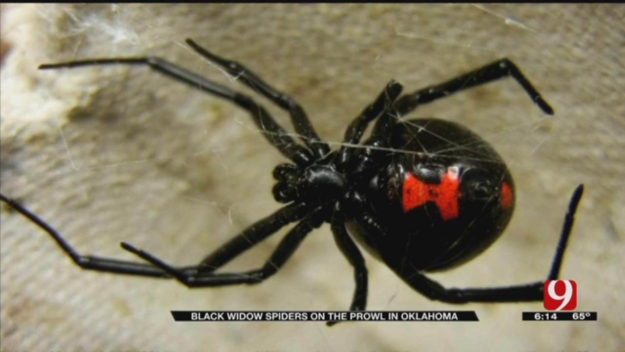 Black Widow Spider Bites On The Rise In Oklahoma
