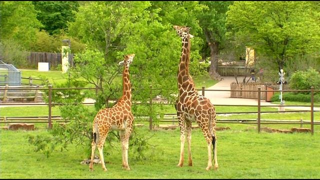 Tulsa Zoo Celebrates 21st Birthday Of Its Tallest Resident