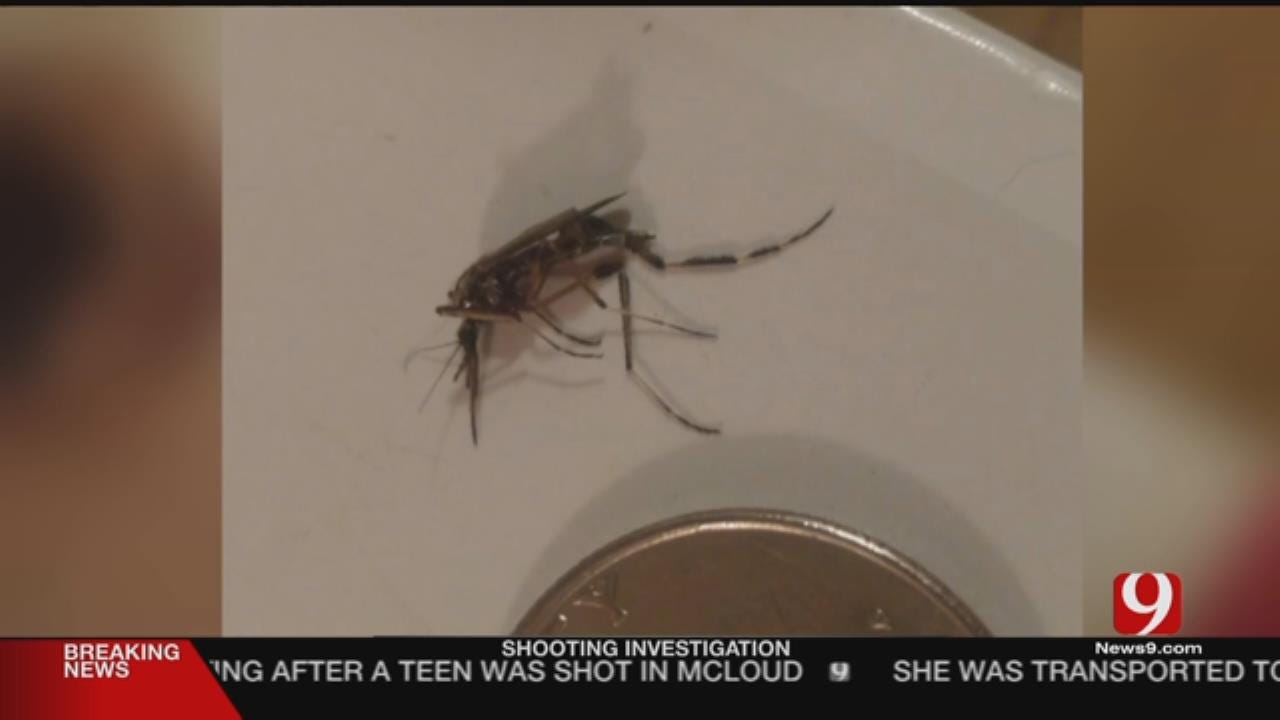 Rare Large Breed Of Mosquito In Oklahoma