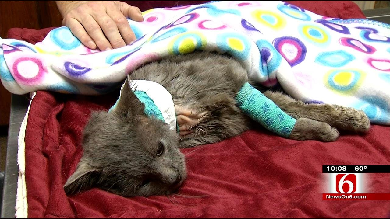 Cade The Cat Fights For His Life After Being Injured, Dumped In Claremore