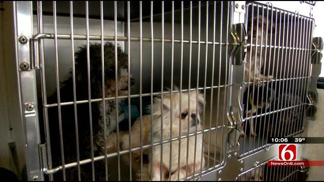 Over 100 Dogs Rescued From Sand Springs Puppy Mill