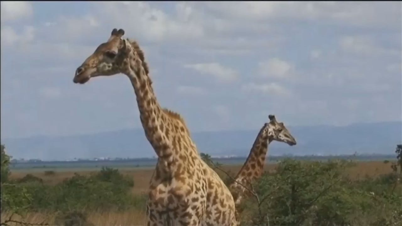 Experts Say Just 2,000 Kordofan Giraffes Left In Africa