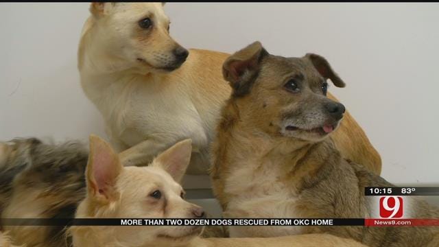 More Than Two Dozen Dogs Rescued From NW OKC Home