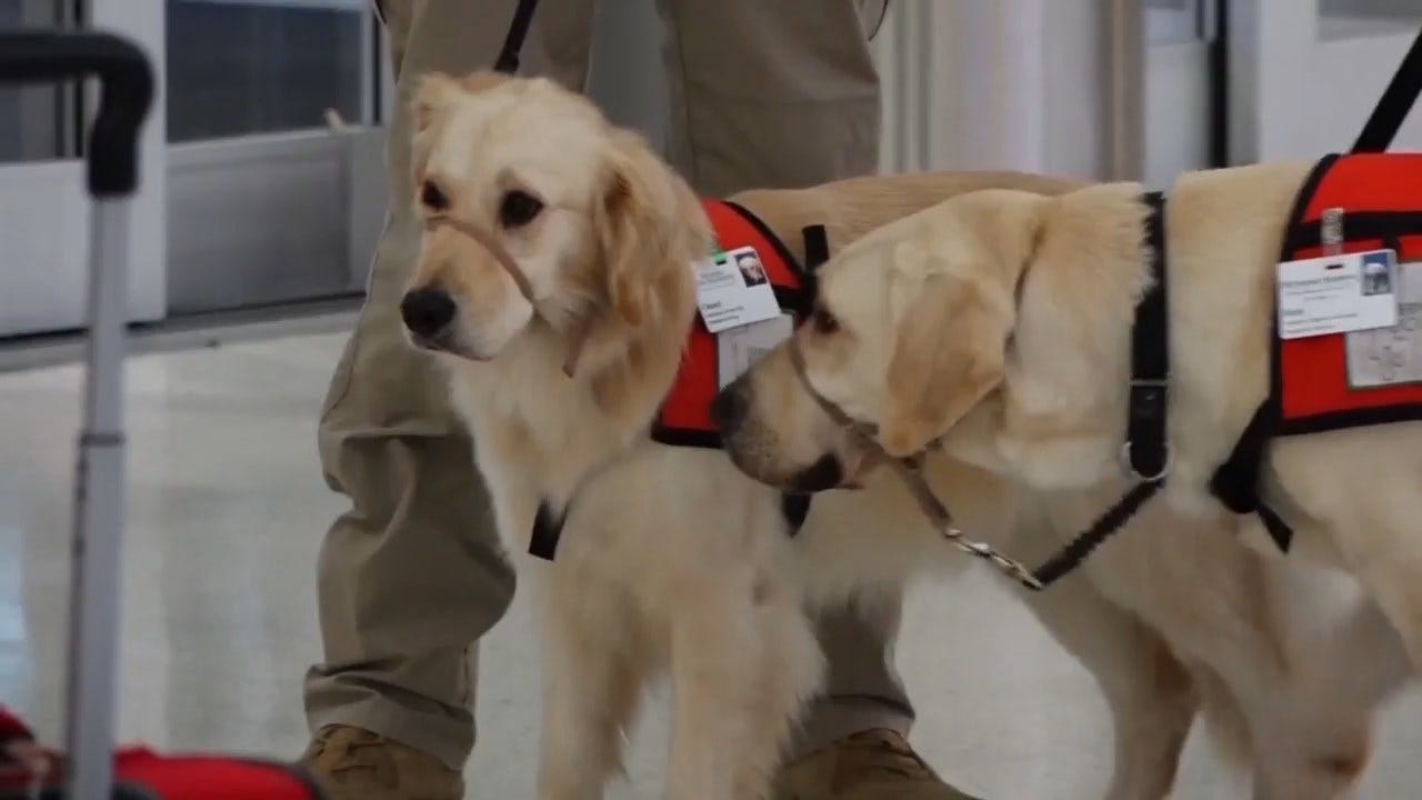 Specially Trained Dogs Travel To El Paso To Comfort First Responders, Medical Staff After Mass Shooting