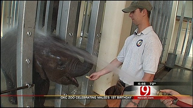 OKC Zoo To Celebrate Malee The Elephant's First Birthday