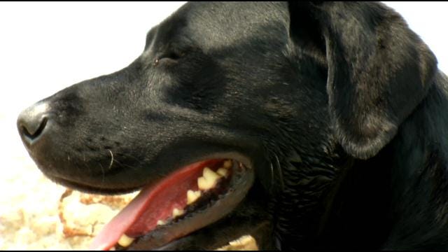 Oklahoma Rescue Dogs Train To Save Lives