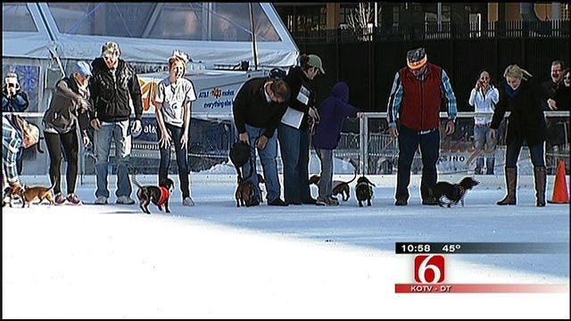 Tulsa Wiener Dogs Participate In Annual Race On Ice