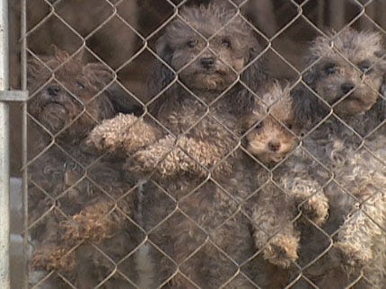 Governor Signs Puppy Mill Regulation Bill Into Law