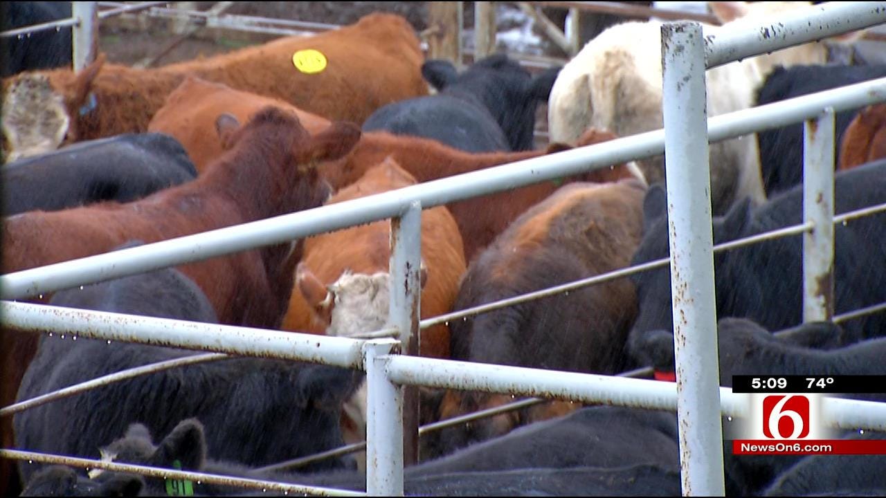 Rangers Warn Ranchers After Cattle Thefts, Prices Rise