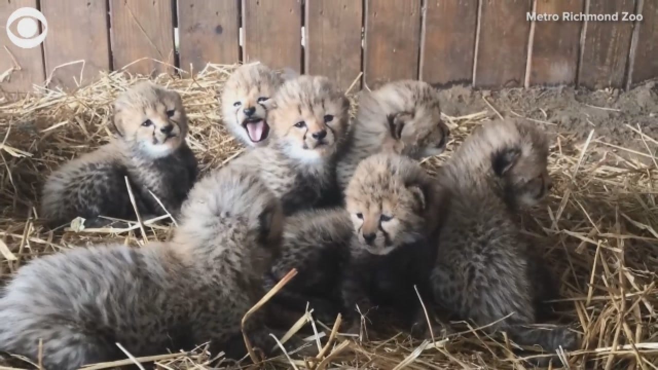 Septuplets! 7 Cheetah Cubs Born At Virginia Zoo