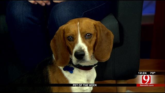 Pet Of The Week: Meet Beagle Boy
