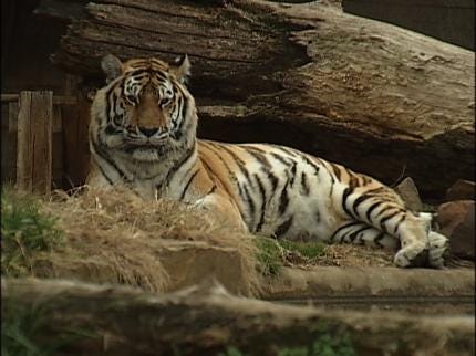 Tulsa Zoo Inspection Lists Safety Concerns, Need For Repairs