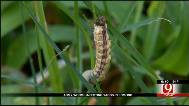 Army Worms Invading Edmond Yards