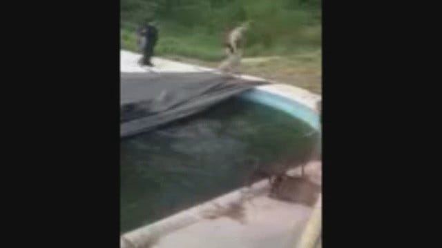 WEB EXTRA: Video Of Deer In Swimming Pool