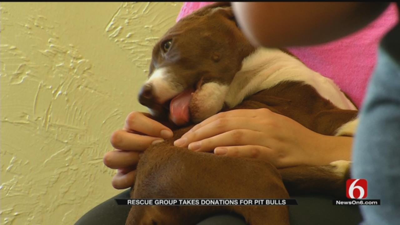 Pit Bull Rescue Group Looking For Adoptive Homes, Volunteers