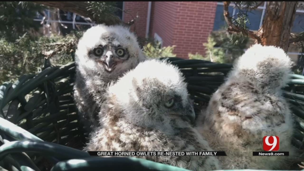 Edmond Great Horned Owlets Renested With Family