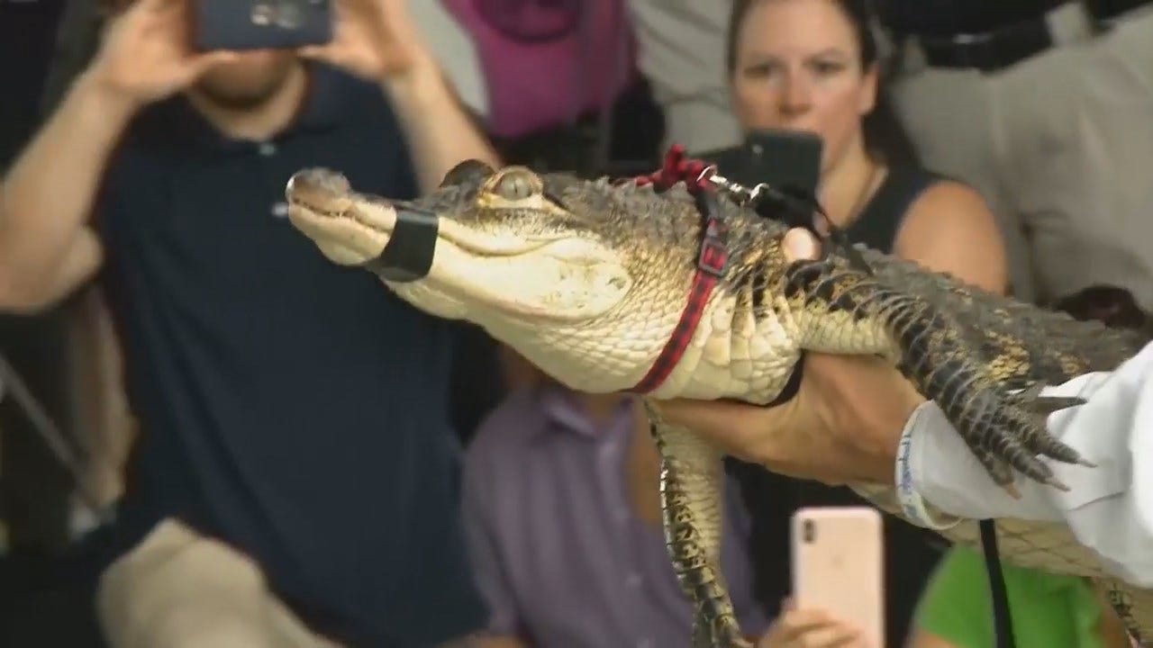 WATCH: Chicago Alligator Captured, Removed From Park Lagoon