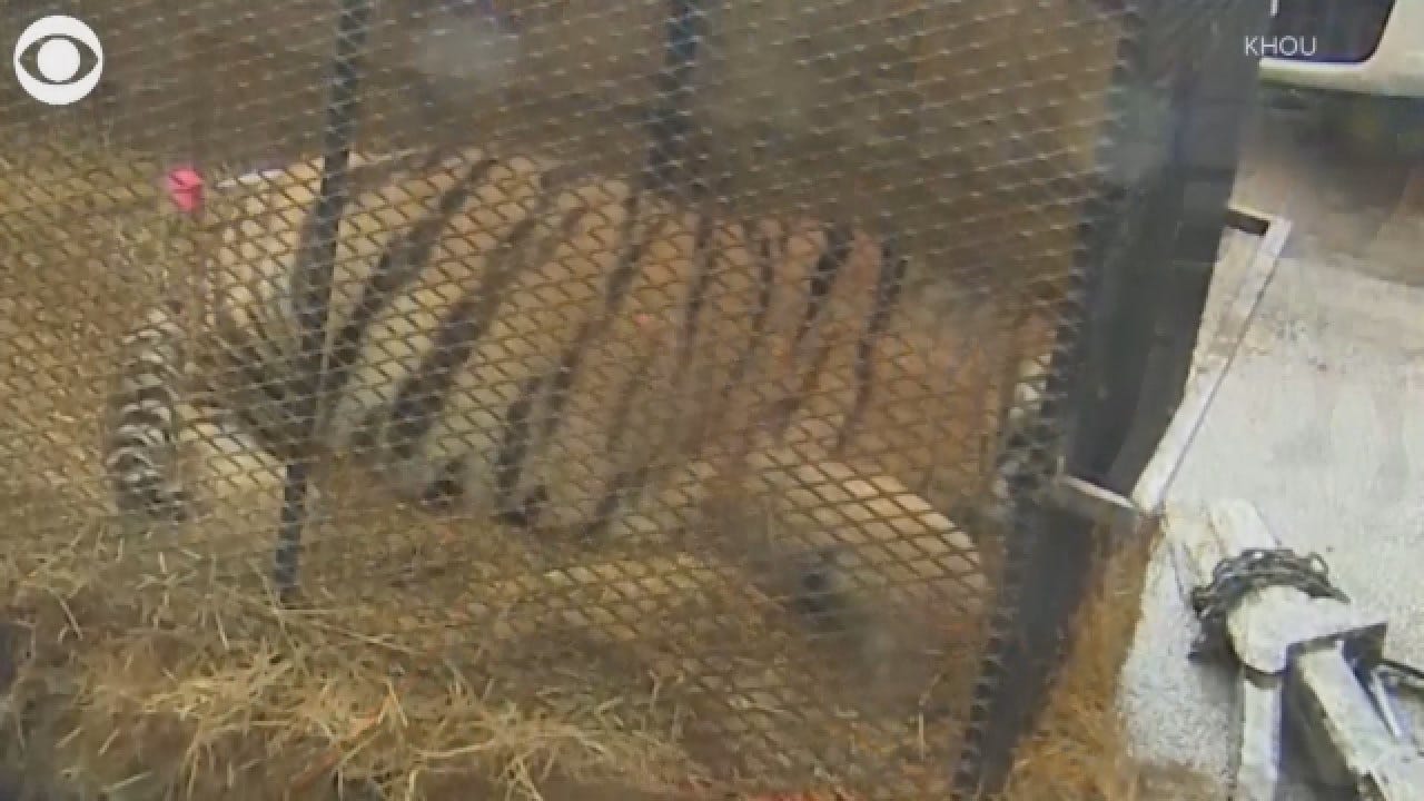 Houston Pot Smokers Find Half-Ton Tiger In Vacant Home