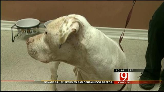 Bill To Allow Cities To Ban Breeds Of Dog Sparks Debate