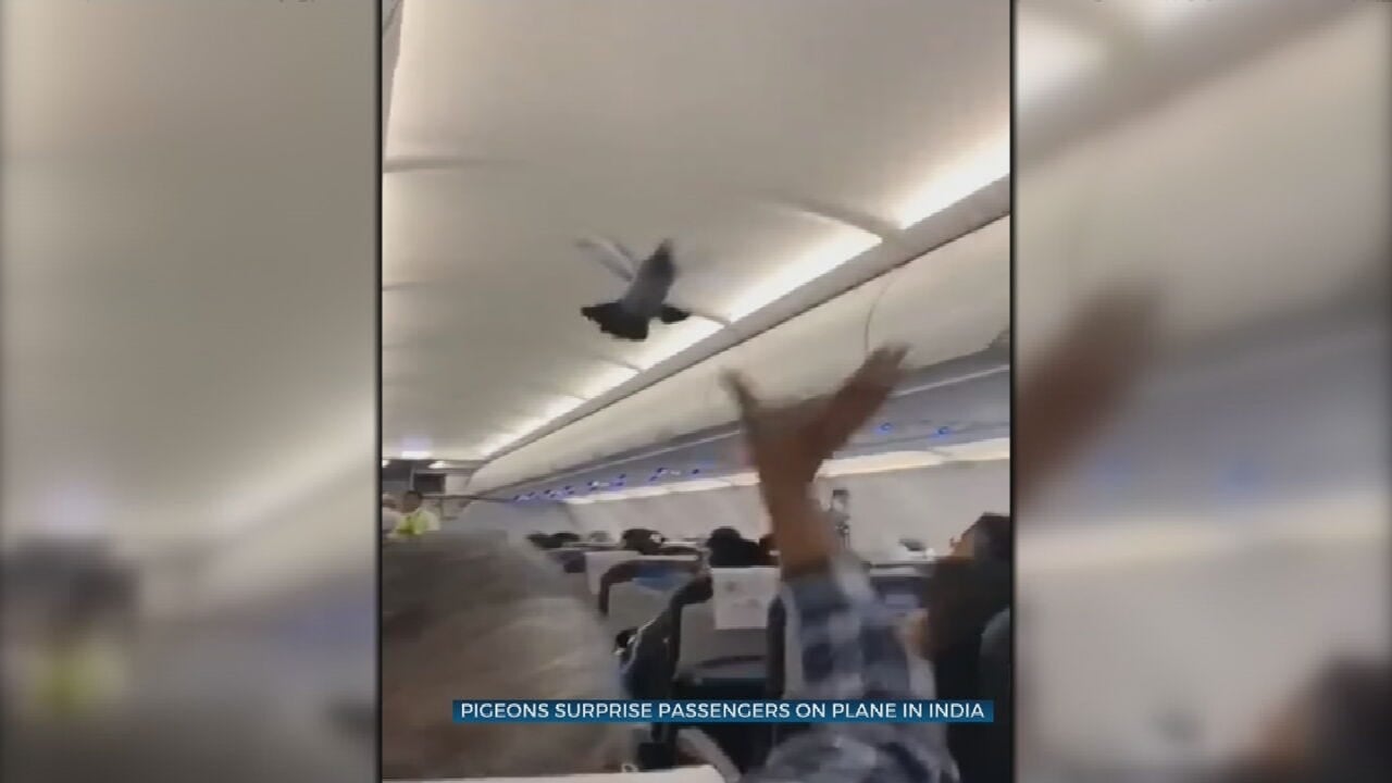 Pigeons Surprise Passengers, Fly In Airplane Aisle