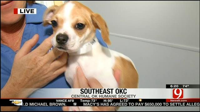 National Program Gives Oklahoma Dogs A Second Chance At Life