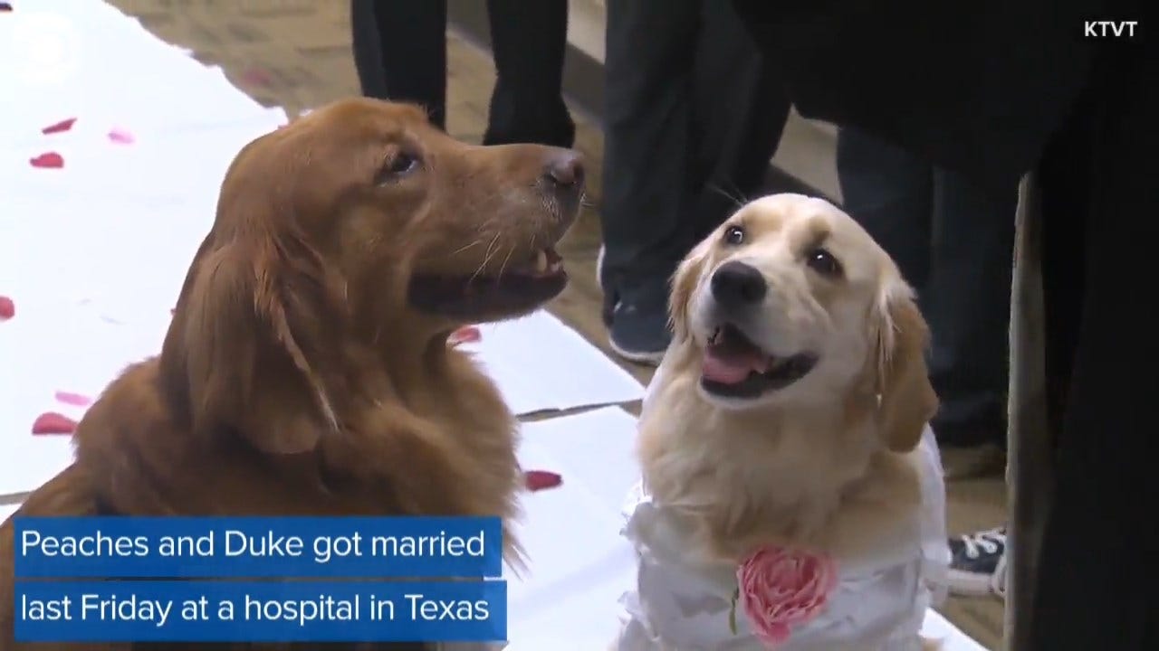 ADORABLE: Two Therapy Dogs Get Dressed Up For Their Wedding