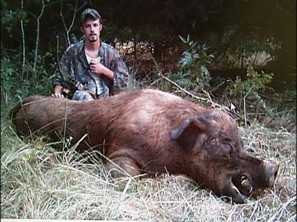 hog hunting in oklahoma