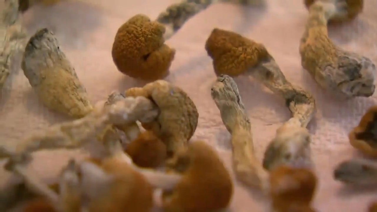 Oakland Becomes Second U.S. City To Legalize 'Magic Mushrooms'
