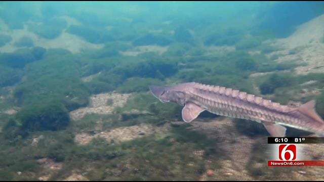 Oklahoma Wildlife Biologists Track Dwindling Number Of Prehistoric Fish