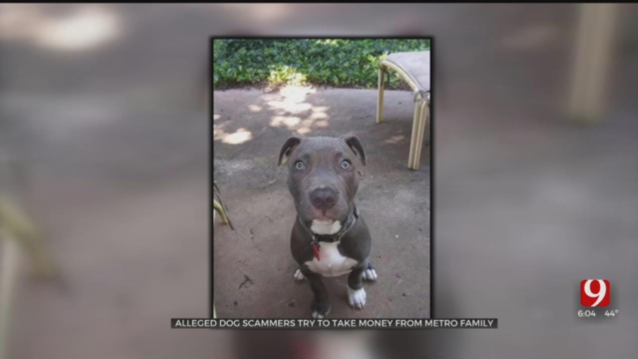 Phone Scammers Targeted OKC Family In Attempt To Get Missing Pet Reward, Woman Says