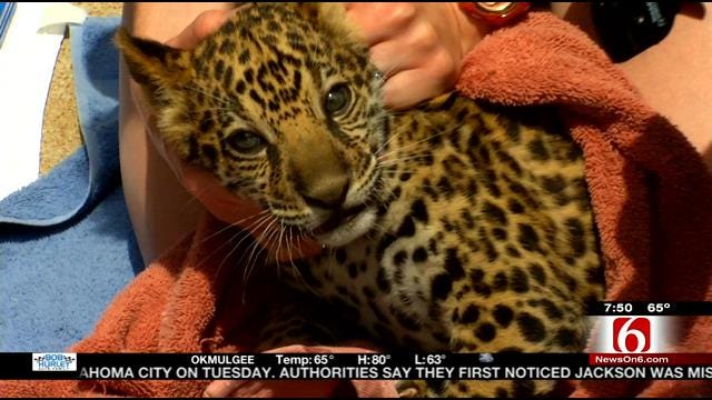 Wild Wednesday: Behind The Scene Visit With Tulsa Zoo's Baby Jaguar