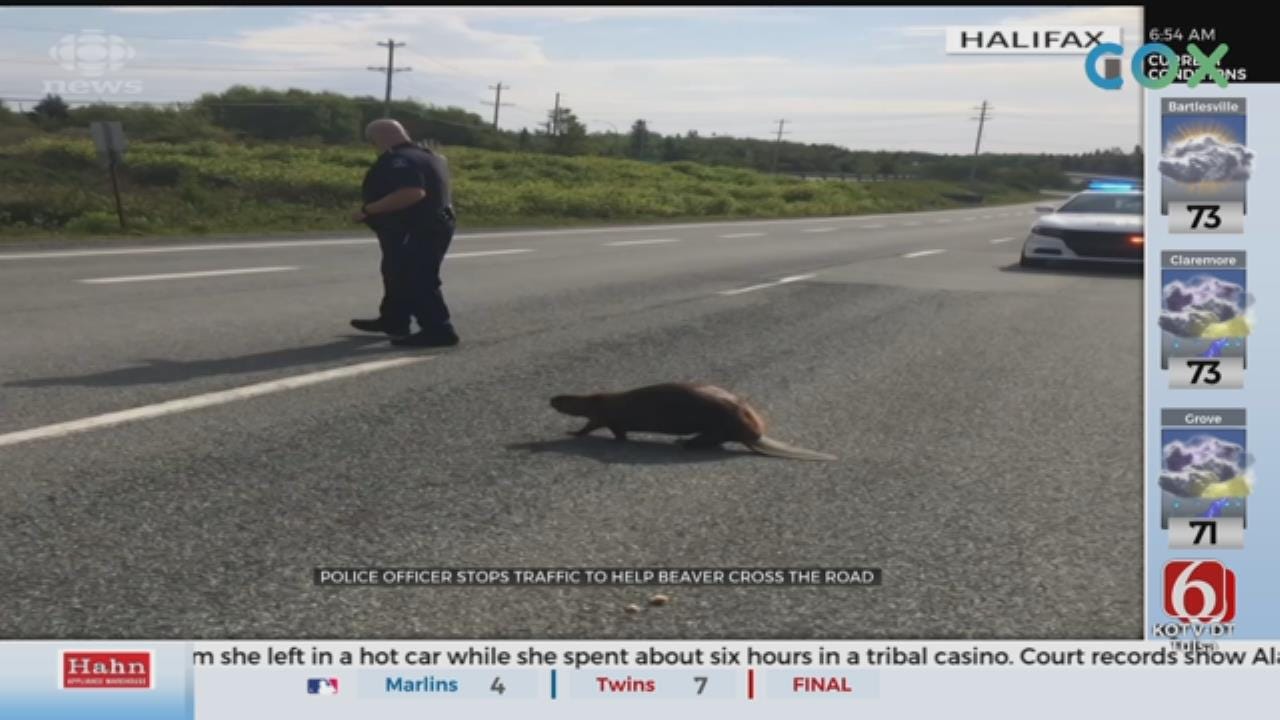 WATCH: Police Stop Traffic To Help Beaver Cross A Road