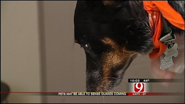 Oklahoma Earthquake Takes Its Toll On Our Pets