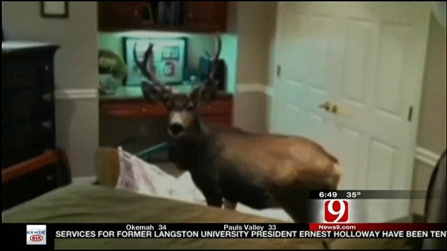 Deer Breaks Into House