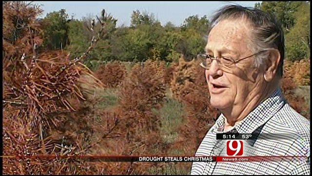 Drought Kills Christmas For Purcell Farmer