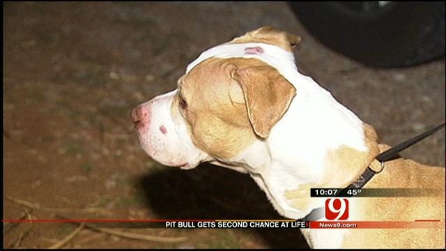 Dog Ordered By Edmond Man To Attack Woman Gets Second Chance In Life